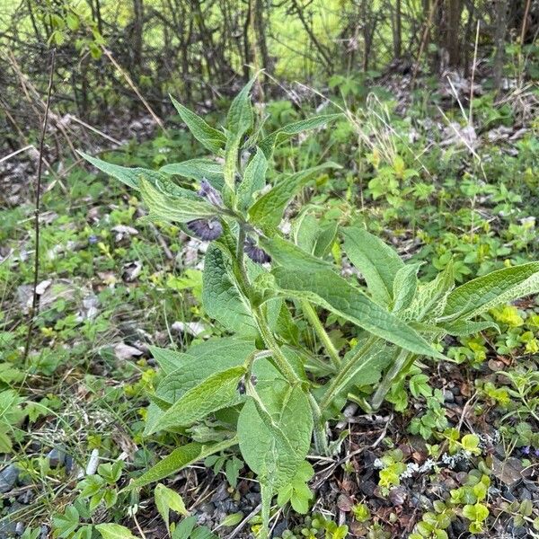 Symphytum officinale Květ