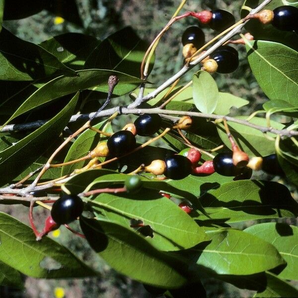 Damburneya coriacea Frugt