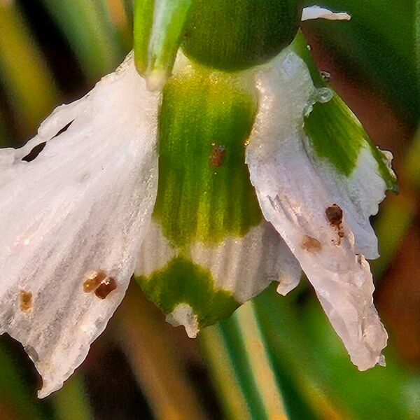 Galanthus elwesii Flower