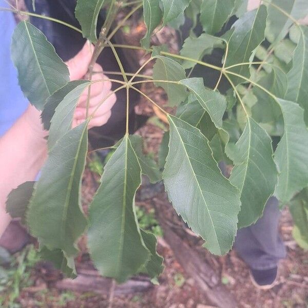 Handroanthus heptaphyllus Leaf