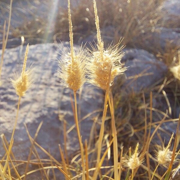 Polypogon maritimus Flower