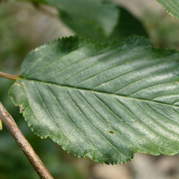 Rhamnus alpina برگ