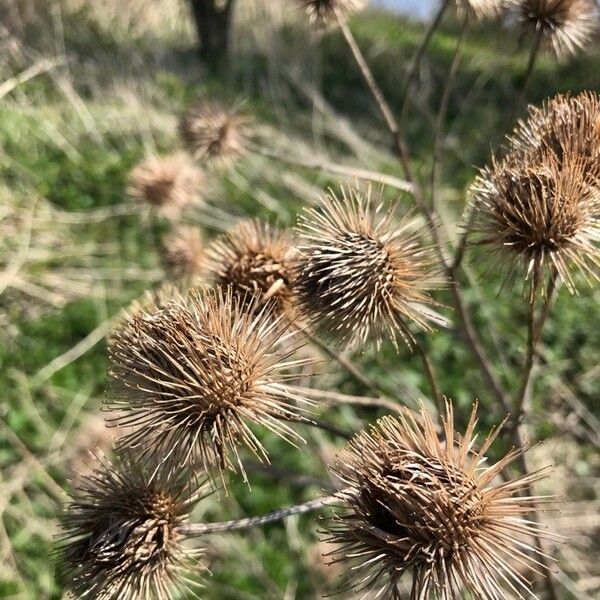 Arctium lappa Fruit