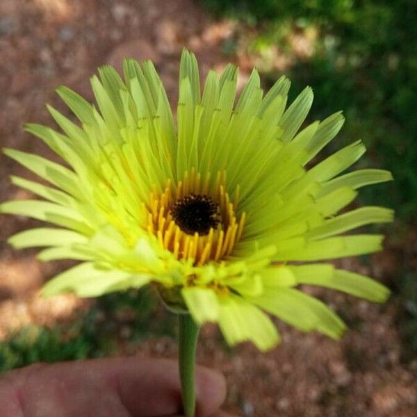 Urospermum dalechampii Flower