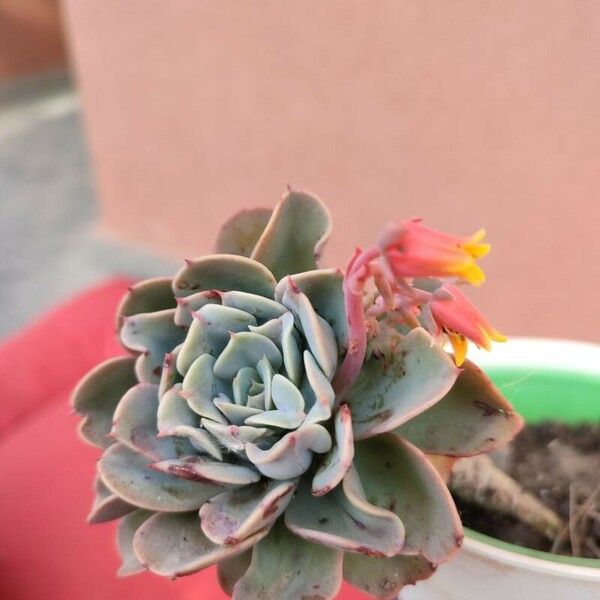 Echeveria secunda 叶