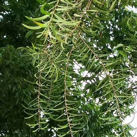 Acacia confusa Leht