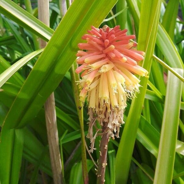 Kniphofia uvaria Flower