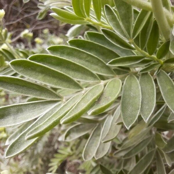 Anthyllis barba-jovis Leaf