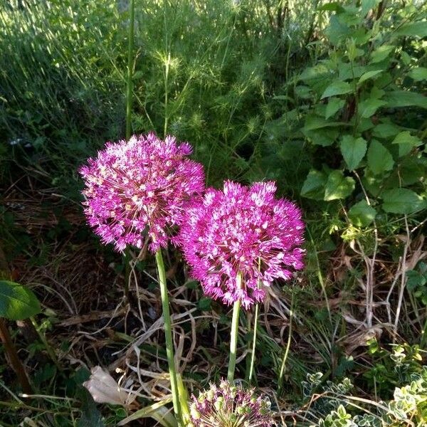 Allium ampeloprasum Flower