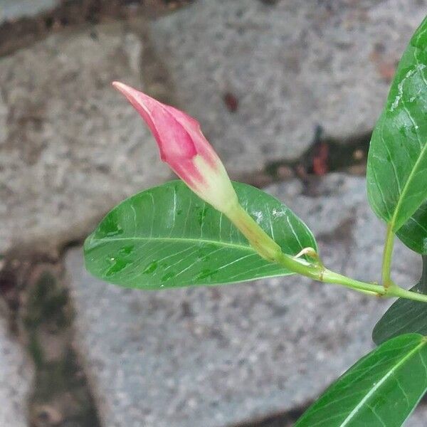 Mandevilla sanderi 花