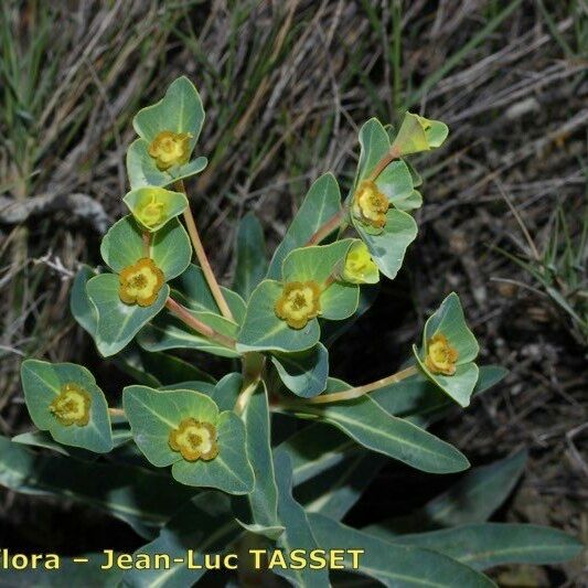 Euphorbia isatidifolia फूल
