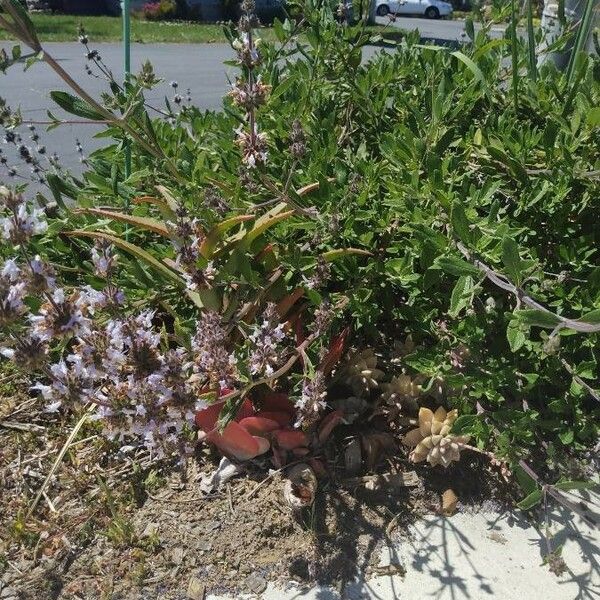 Salvia mellifera Žiedas