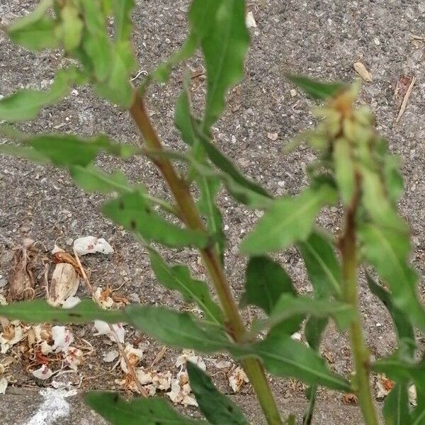 Oenothera laciniata Blad