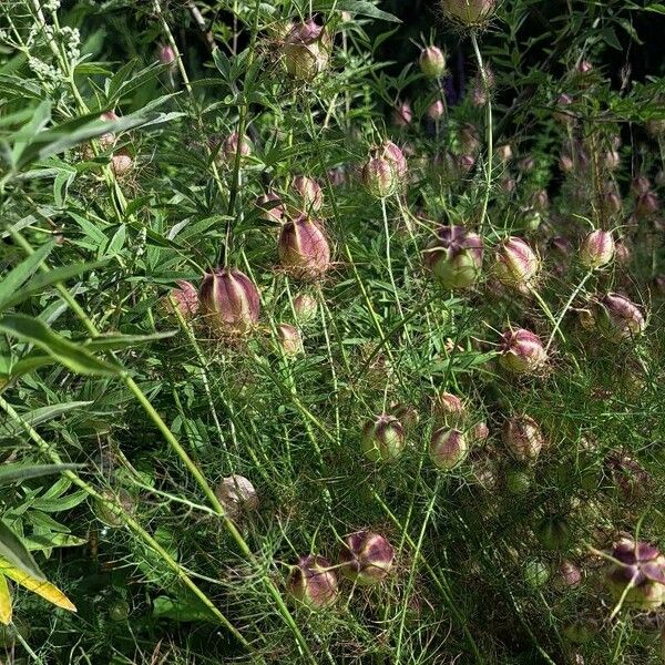 Nigella damascena Fuelha