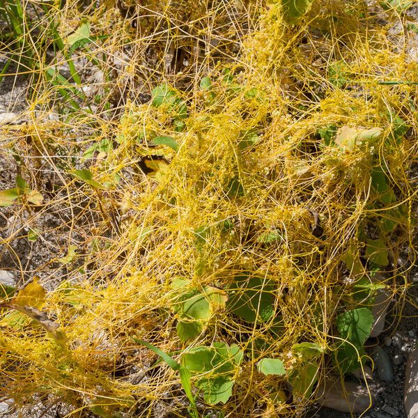 Cuscuta campestris ᱪᱷᱟᱹᱞᱤ