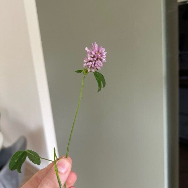 Trifolium pratense Flor