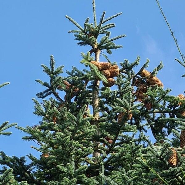 Abies procera Plod