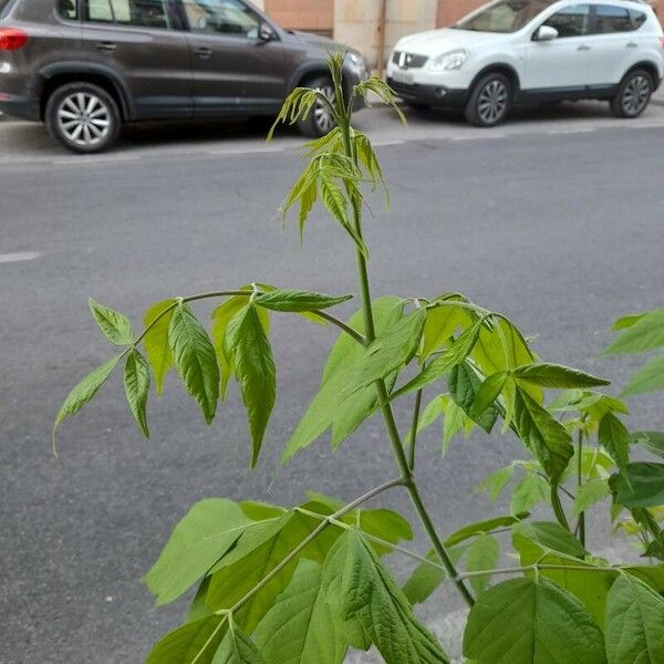 Acer negundo Frunză