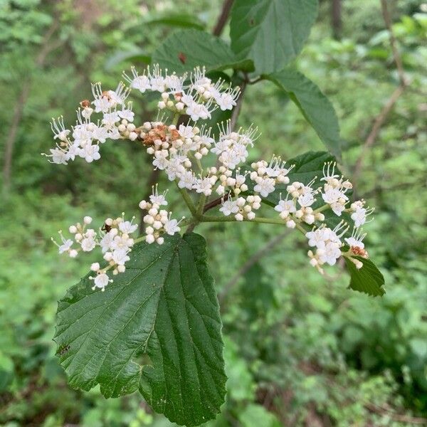 Viburnum dilatatum Fiore