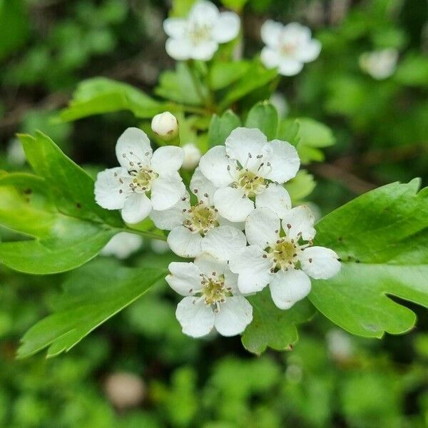 Crataegus azarolus Flor