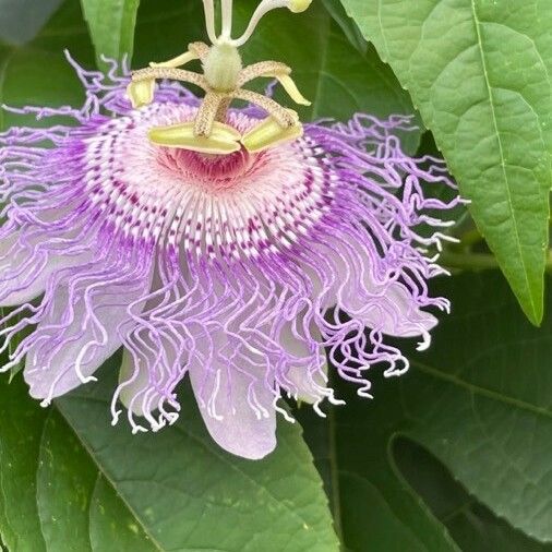 Passiflora incarnata Floare
