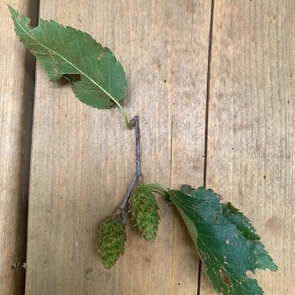 Betula lenta Vaisius