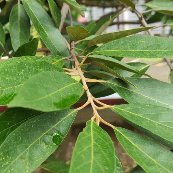 Styrax argenteus List