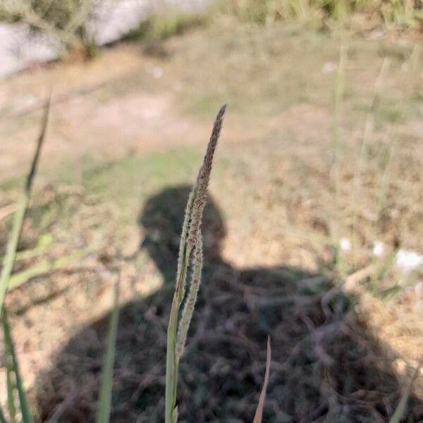 Paspalum urvillei Blomma