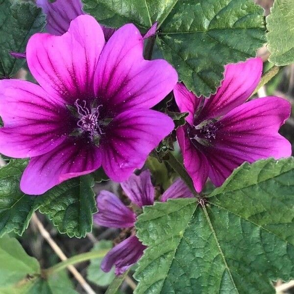 Malva sylvestris Flor