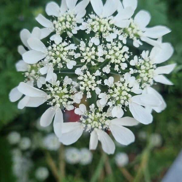Orlaya grandiflora Kwiat