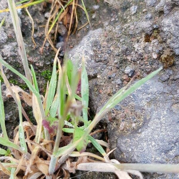 Bromus tectorum برگ