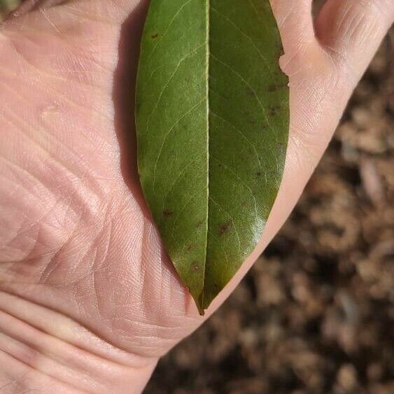 Prunus caroliniana Лист