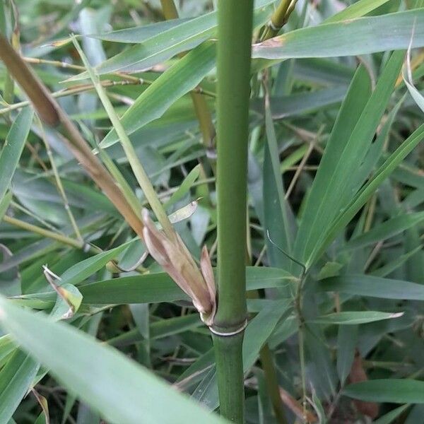 Phyllostachys aurea خشب