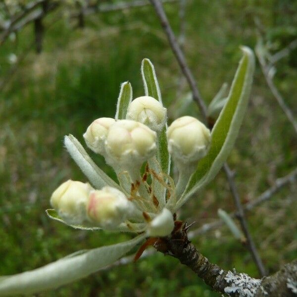 Pyrus salicifolia 其他