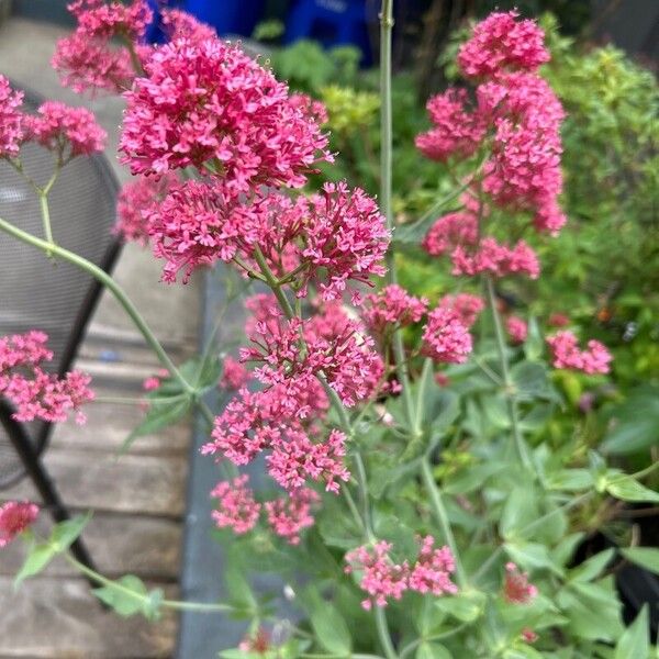 Centranthus ruber Blodyn