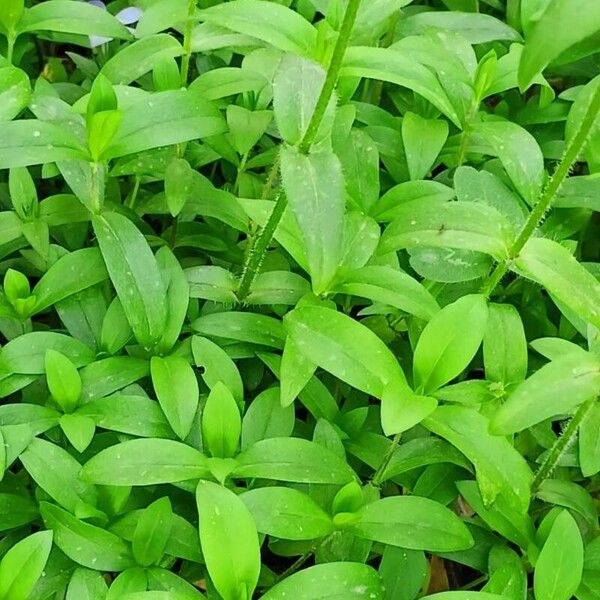 Phlox divaricata Leaf