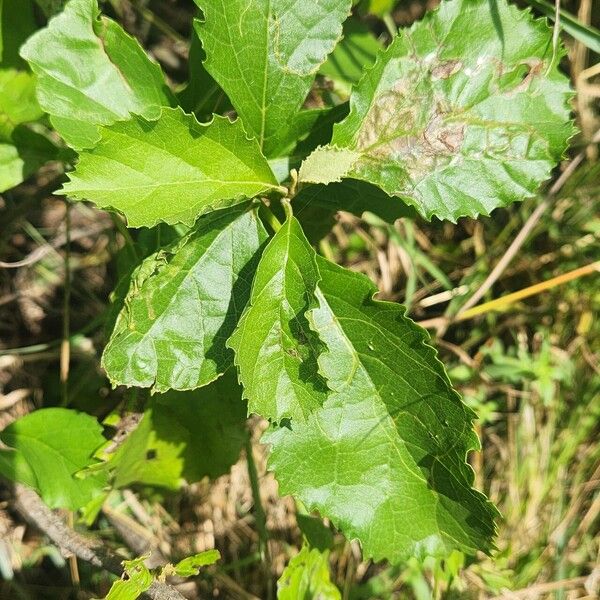 Cordia crenata Levél