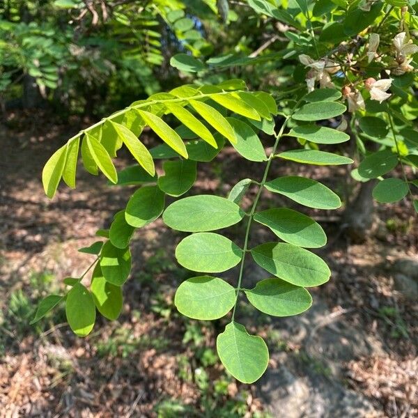 Robinia pseudoacacia Листок