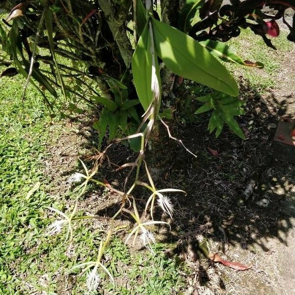 Epidendrum ciliare Blad