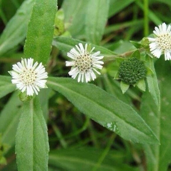 Eclipta prostrata Hoja