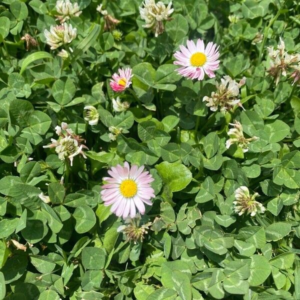 Bellis annua Blüte