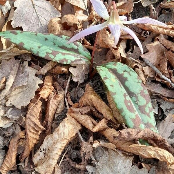 Erythronium dens-canis Cvet