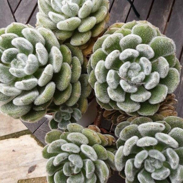 Echeveria setosa Blad