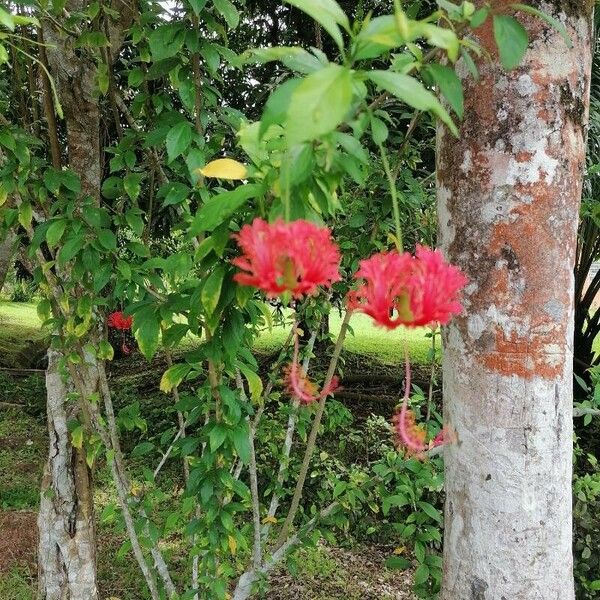 Hibiscus schizopetalus Συνήθη χαρακτηριστικά