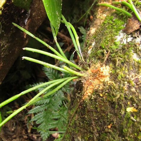 Ceratostylis subulata Bark