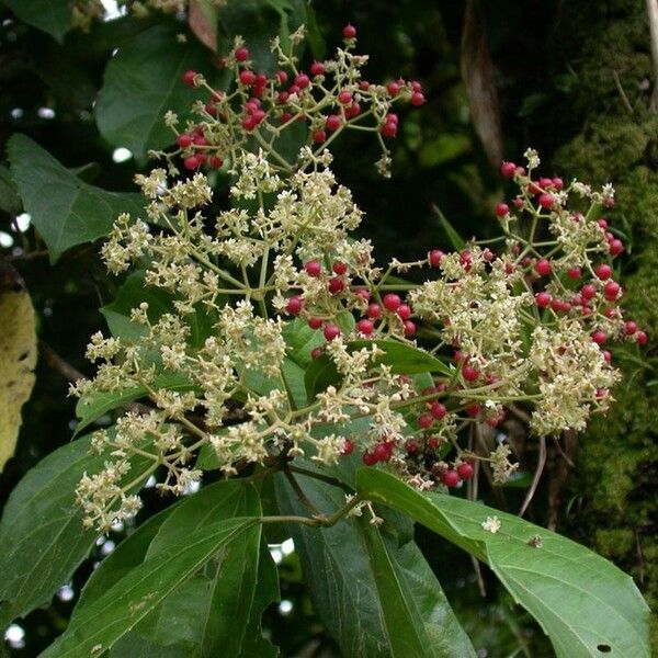 Hasseltia floribunda 其他