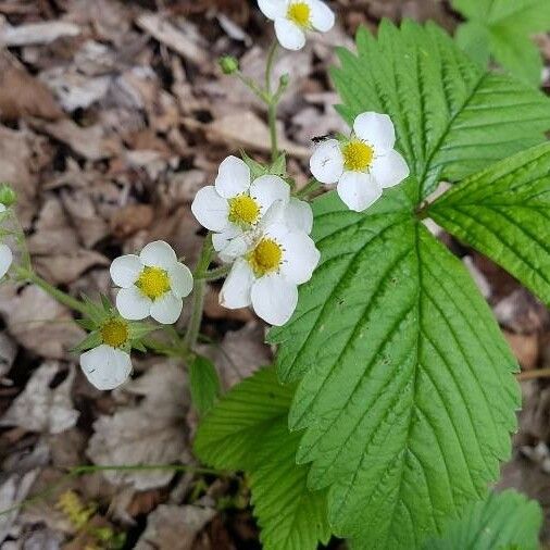 Fragaria moschata Bloem