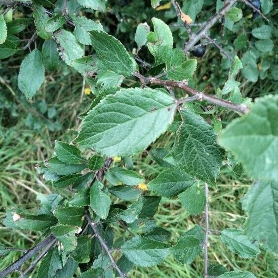 Prunus spinosa Frunză