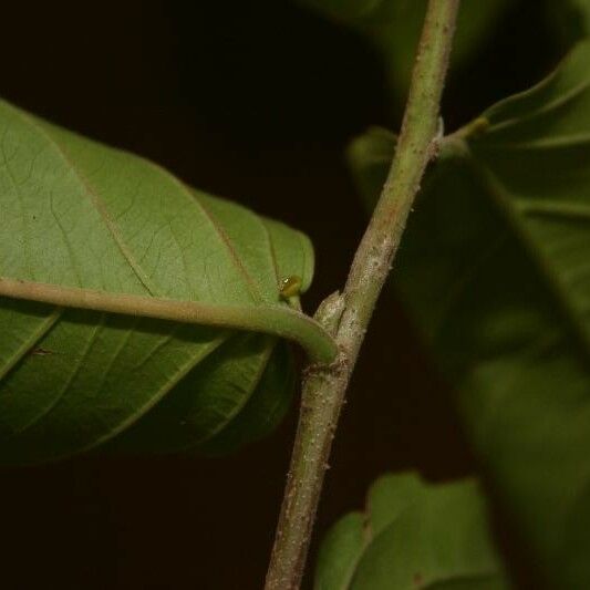 Banara guianensis Egyéb