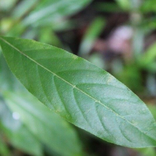 Antirhea borbonica Leaf